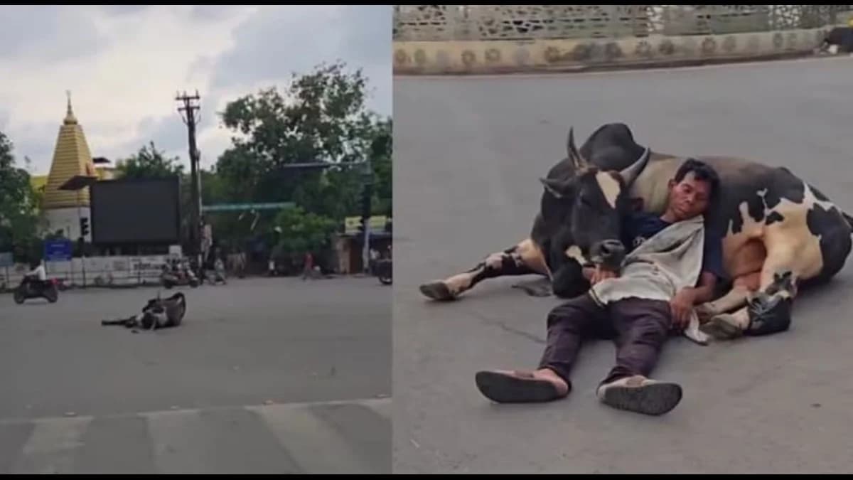 Man Sleeps on Bull's Belly in the Middle of a Busy Road